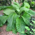InulaRacemosa03.jpg