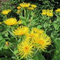 InulaRacemosa05.jpg