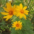 TithoniaDiversifolia03.jpg