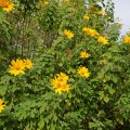 TithoniaDiversifolia04.jpg