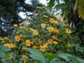 TithoniaDiversifolia02.jpg
