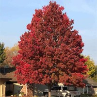 Acer Buergerianum