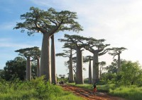 Adansonia Grandidieri