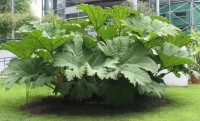 Gunnera Manicata 