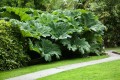 GunneraManicata02.jpg
