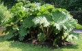 GunneraManicata03.jpg