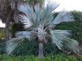 LataniaLoddigesii02.jpg