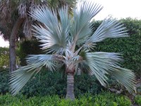 Latania Loddigesii