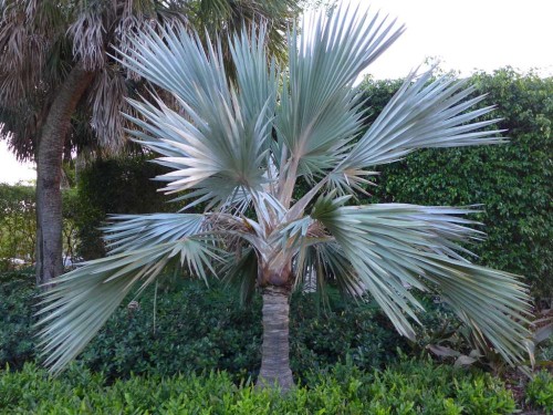 LataniaLoddigesii02.jpg