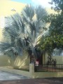 LataniaLoddigesii01.jpg