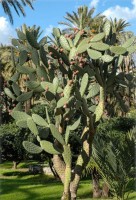 Opuntia Ficus-Indica 