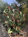 OpuntiaFicusIndica03.jpg