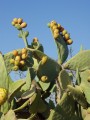 OpuntiaFicusIndica01.jpg