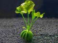 NymphoidesAquatica03.jpg