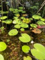 NymphoidesAquatica01.jpg