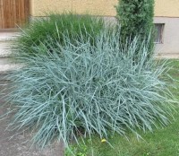 Leymus Arenarius