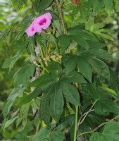 Ipomoea Mauritiana