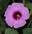IpomoeaMauritiana02.jpg