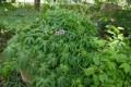 IpomoeaMauritiana05.jpg