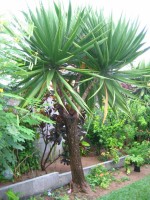 Dracaena Concinna