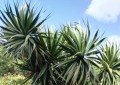 DracaenaConcinna02.jpg