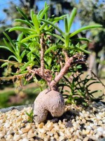 Delosperma Napiforme