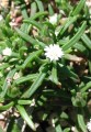 DelospermaNapiforme04.jpg