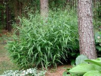 Chasmanthium Latifolium