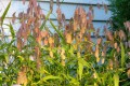 ChasmanthumLatifolium04.jpg