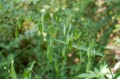 ChasmanthumLatifolium03.jpg