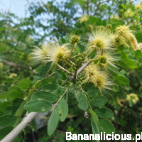 Albizia Lebbeck 
