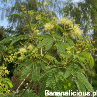 Albizia Procera 