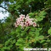Caesalpinia Coriaria