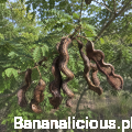 caesalpiniacoriaria04.png