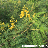 Caesalpinia Decapetala