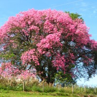 Ceiba Speciosa 