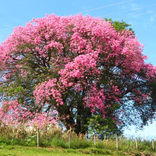 ceiba_speciosa3.jpg