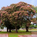 ceiba_speciosa2.jpg