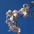 ceiba_speciosa1.jpg
