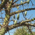 ceiba_speciosa5.jpg
