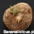 CorallocarpusEpigaeus01.png