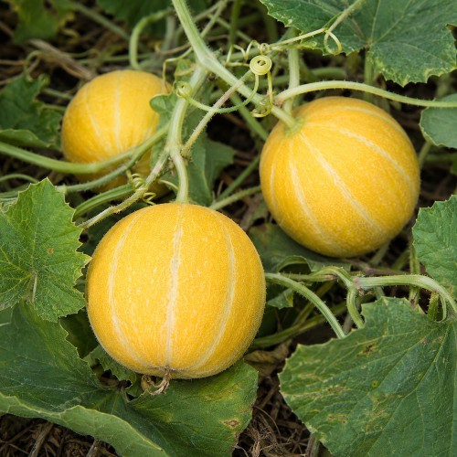 cucumis_melo_subsp_agrestis4.jpg