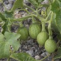 cucumis_melo_subsp_agrestis3.jpg