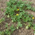 cucumis_melo_subsp_agrestis1.jpg