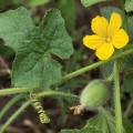 cucumis_melo_subsp_agrestis5.jpg