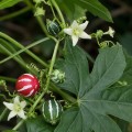 diplocyclos_palmatus5.jpg