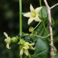 diplocyclos_palmatus2.jpg