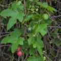 diplocyclos_palmatus1.jpg