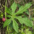 diplocyclos_palmatus4.jpg