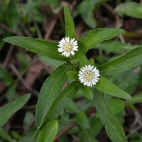 Eclipta Prostrata